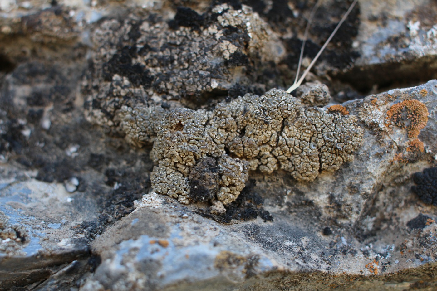 Image of Aspicilia vagans specimen.