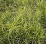 Carex muskingumensis