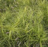 Carex muskingumensis