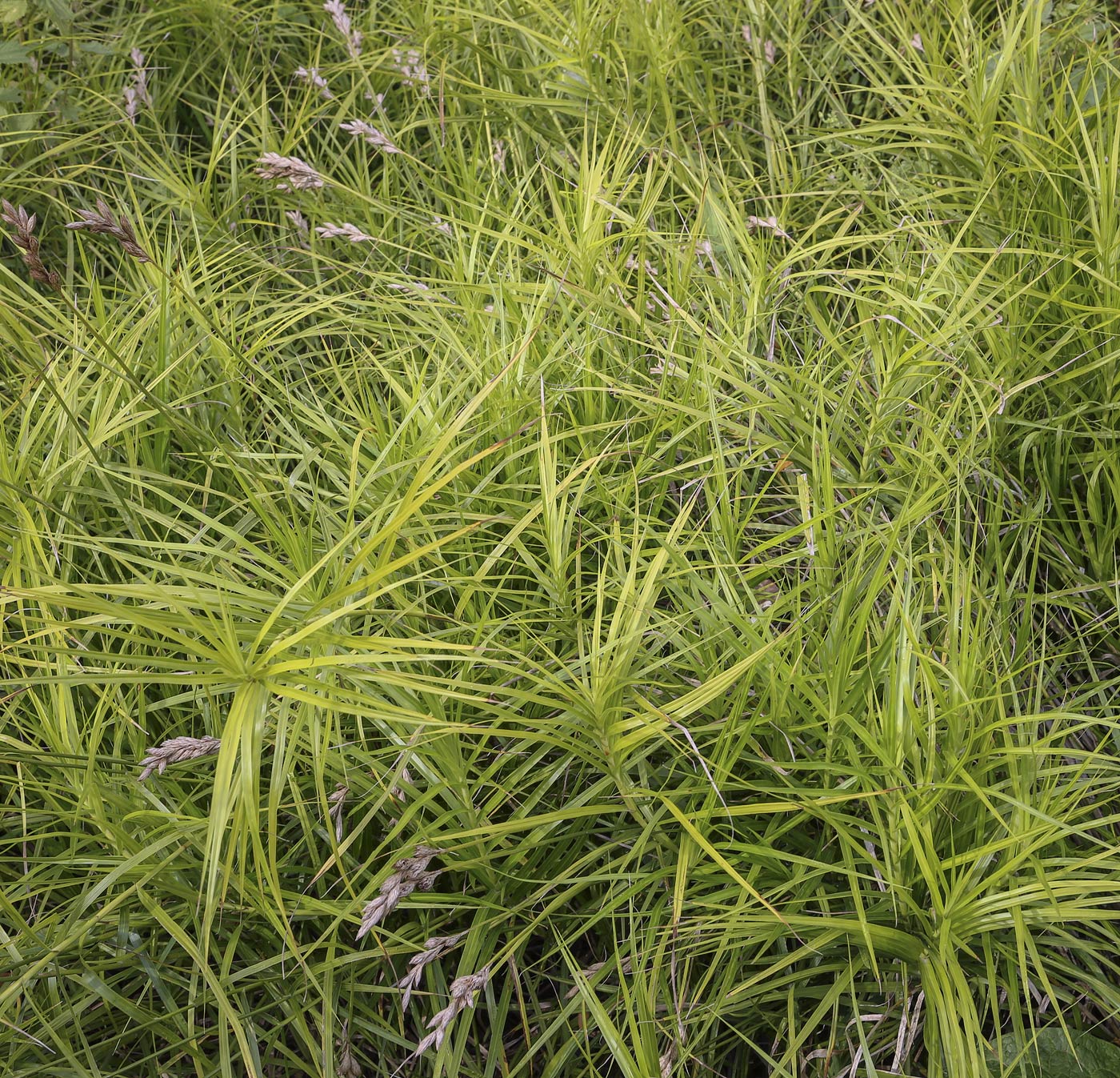 Image of Carex muskingumensis specimen.