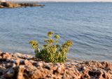 Crithmum maritimum