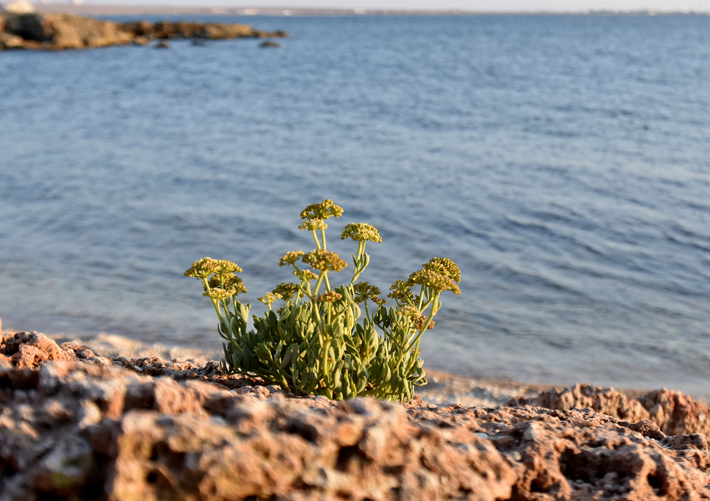 Изображение особи Crithmum maritimum.