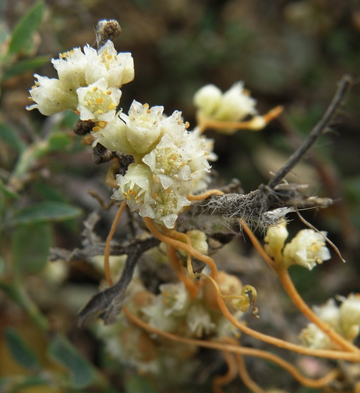 Image of Cuscuta campestris specimen.