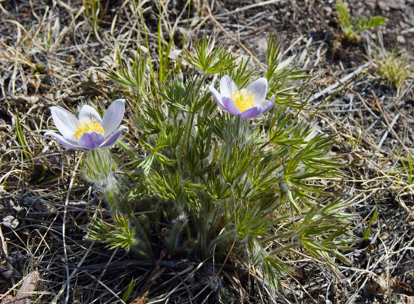 Image of Pulsatilla multifida specimen.