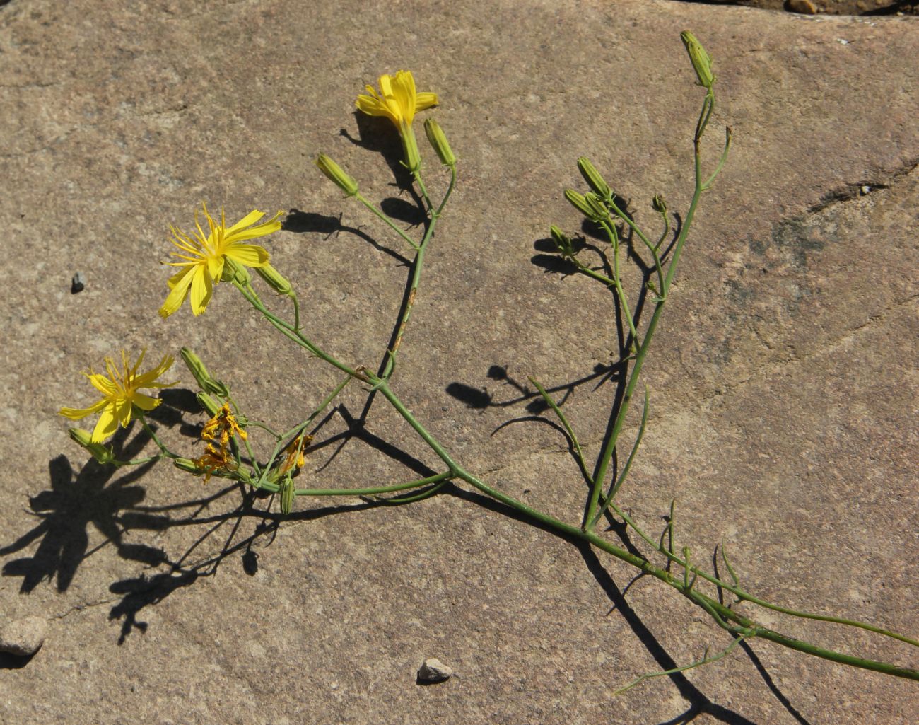 Изображение особи Youngia tenuifolia.