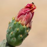 Opuntia tomentosa