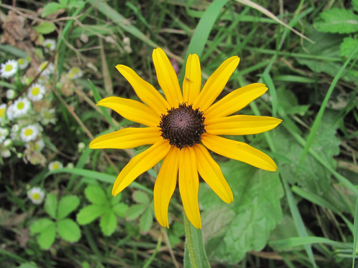 Image of Rudbeckia hirta specimen.