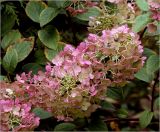 Hydrangea paniculata