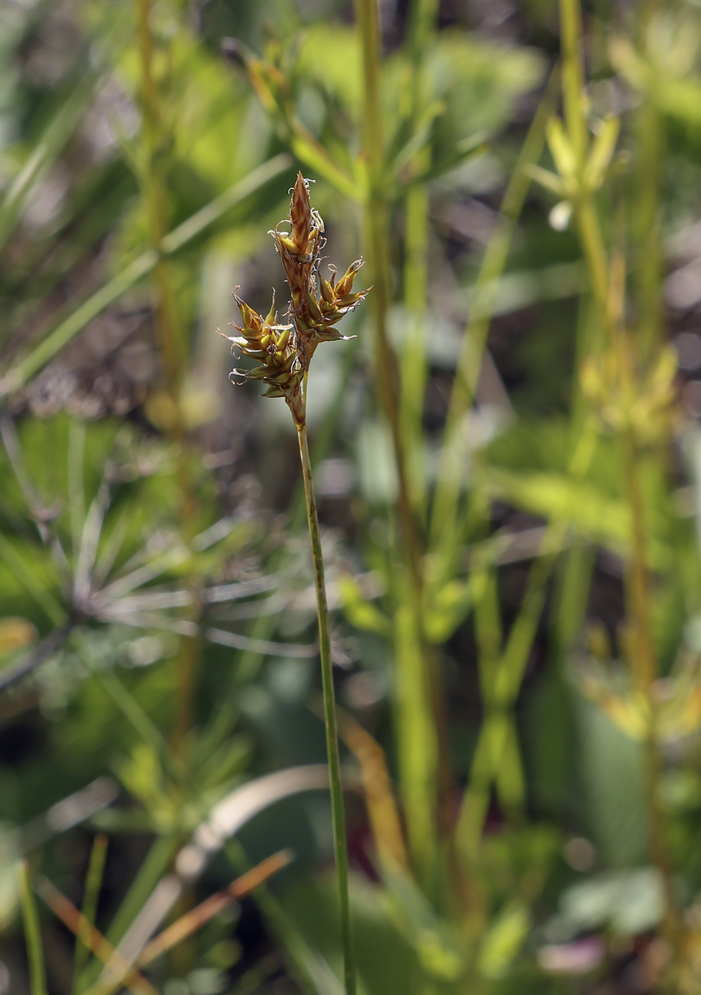 Изображение особи Carex praecox.