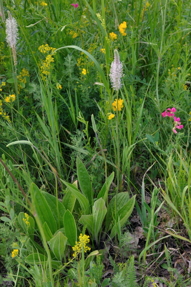 Изображение особи Plantago urvillei.