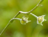 genus Eritrichium. Плоды. Республика Алтай, Чемальский р-н, правый скалистый берег р. Катунь, каменистый луг. 27.06.2010.