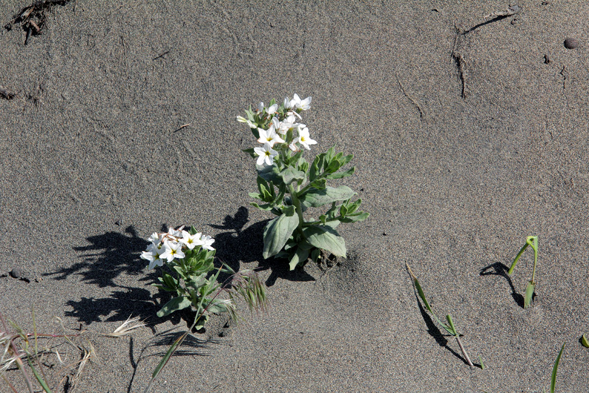 Изображение особи Argusia sibirica.