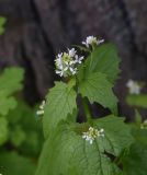 Alliaria petiolata. Верхушка цветущего растения. Калужская обл., Боровский р-н, дер. Сатино, Сатинская учебно-научная база МГУ, 29 мая 2022 г.