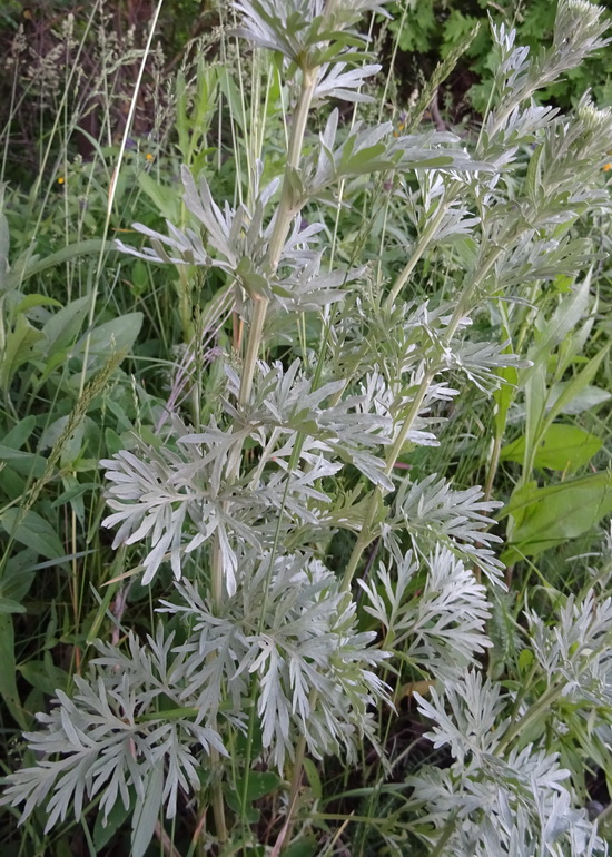 Изображение особи Artemisia absinthium.