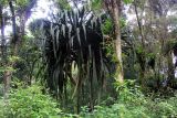 род Pandanus