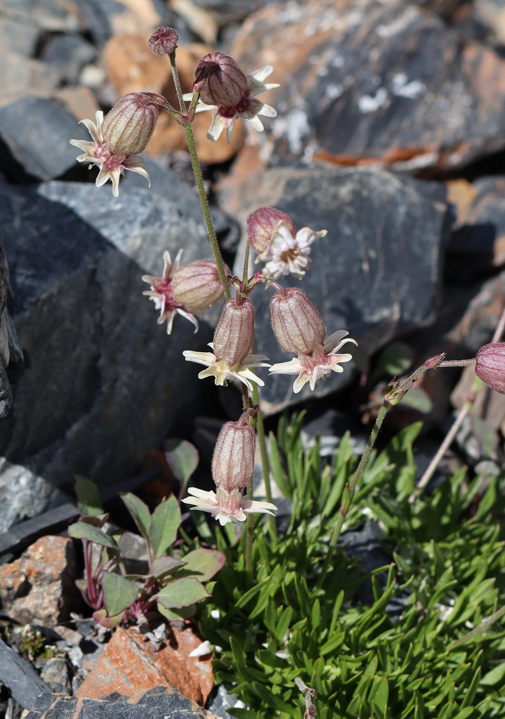 Image of Silene turgida specimen.