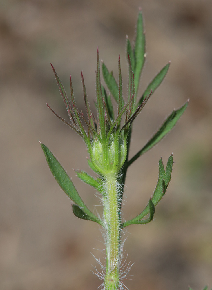 Изображение особи Daucus guttatus.