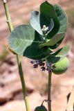 Calotropis gigantea. Побег с плодом, цветущим и бутонизирующим (вверху) соцветиями. Эфиопия, провинция национальностей и народов Юга, аураджа Северное Омо, национальный парк \"Mago\". 31.12.2014.