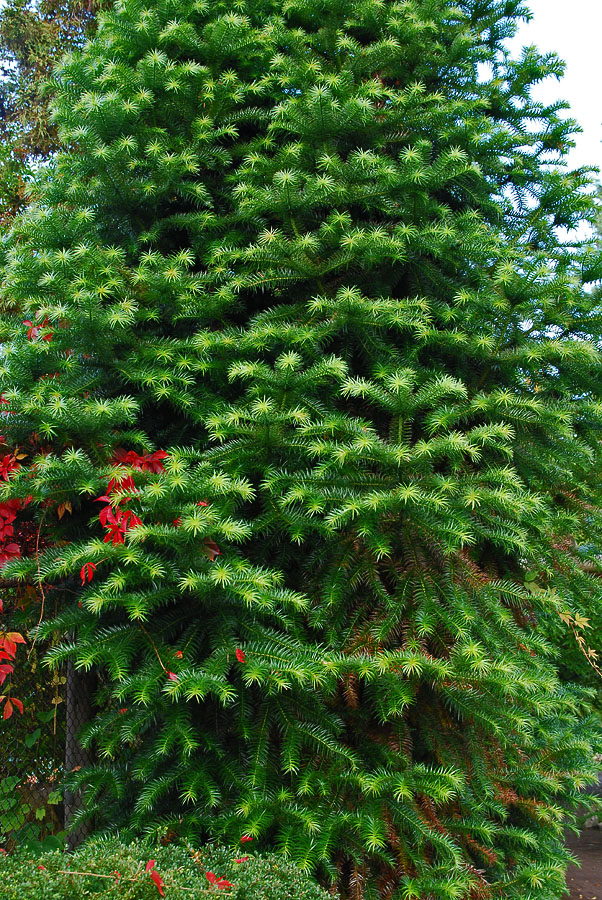 Изображение особи Cunninghamia lanceolata.