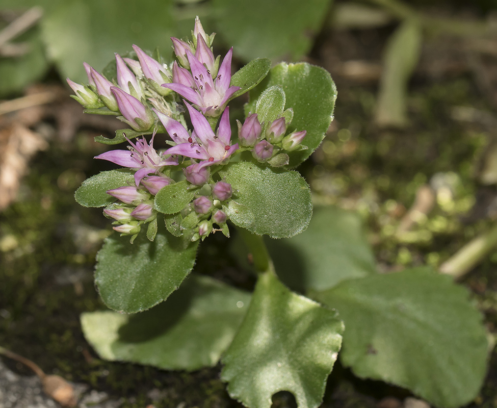 Изображение особи Sedum spurium.
