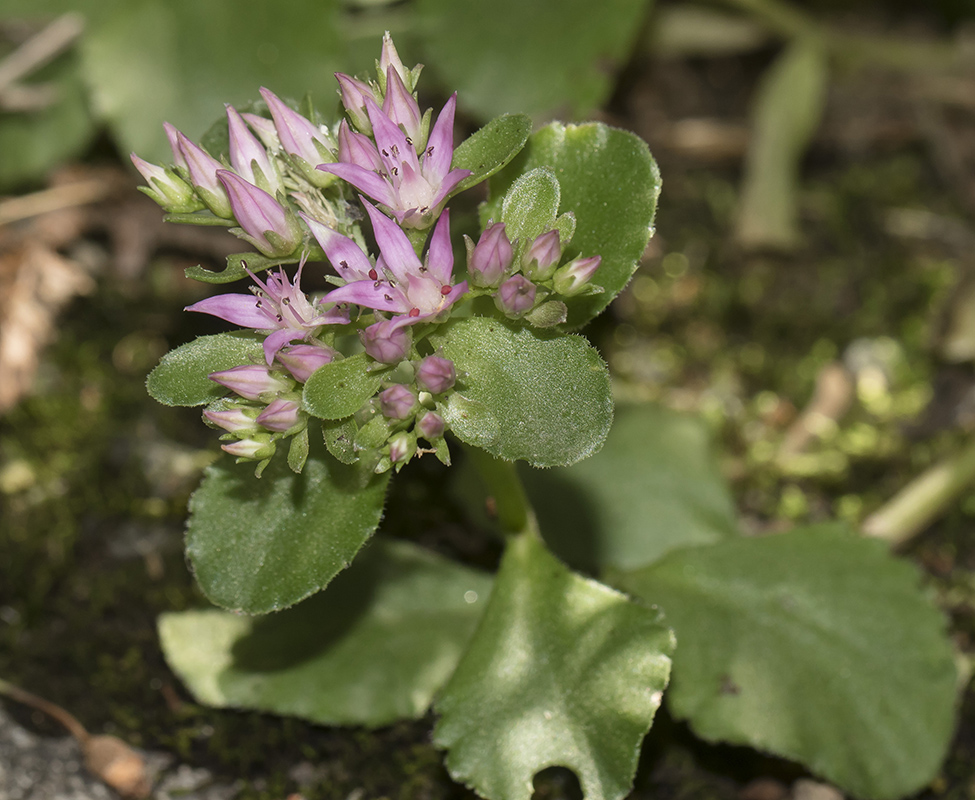 Image of Sedum spurium specimen.