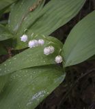 Convallaria majalis