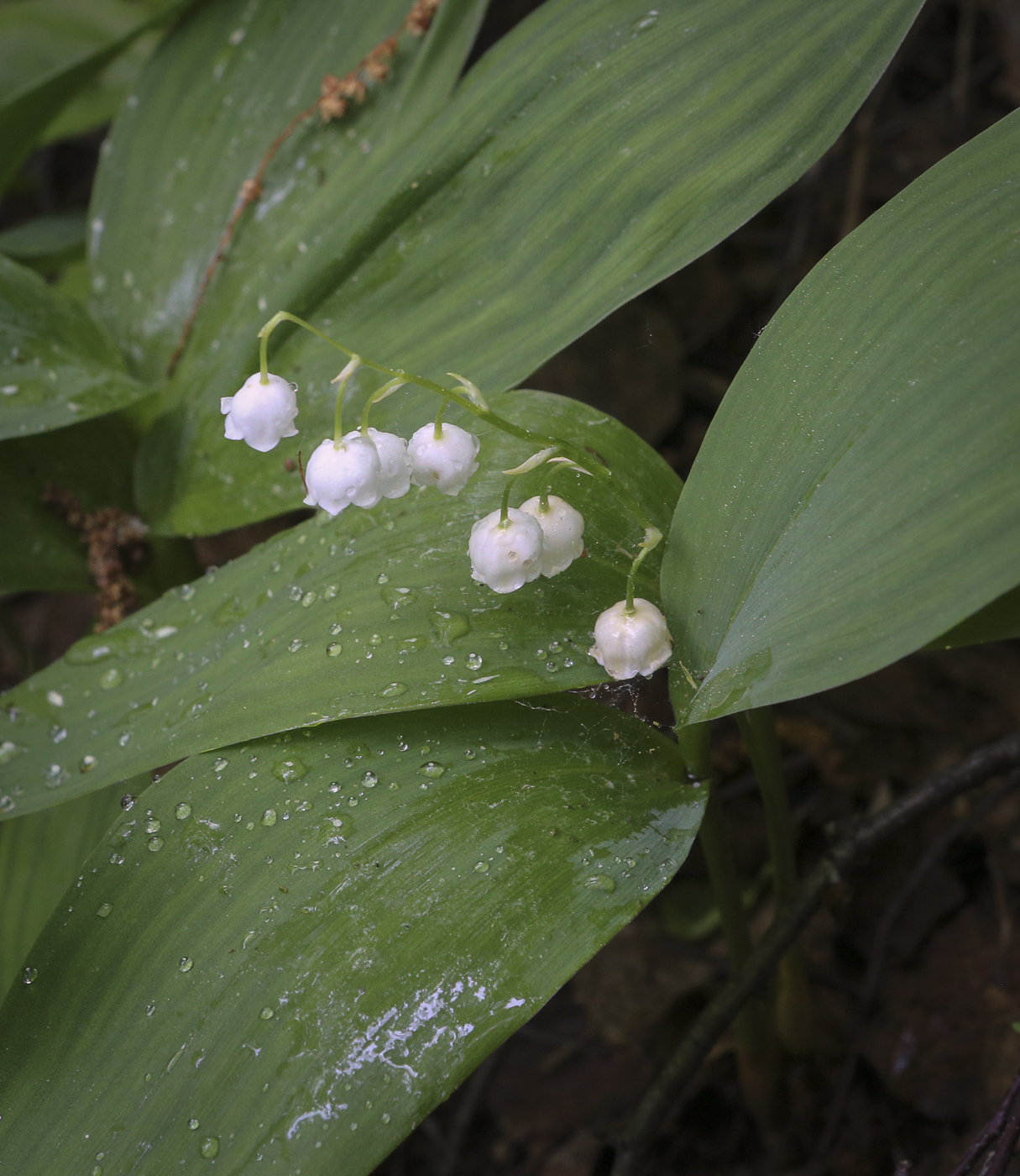 Изображение особи Convallaria majalis.