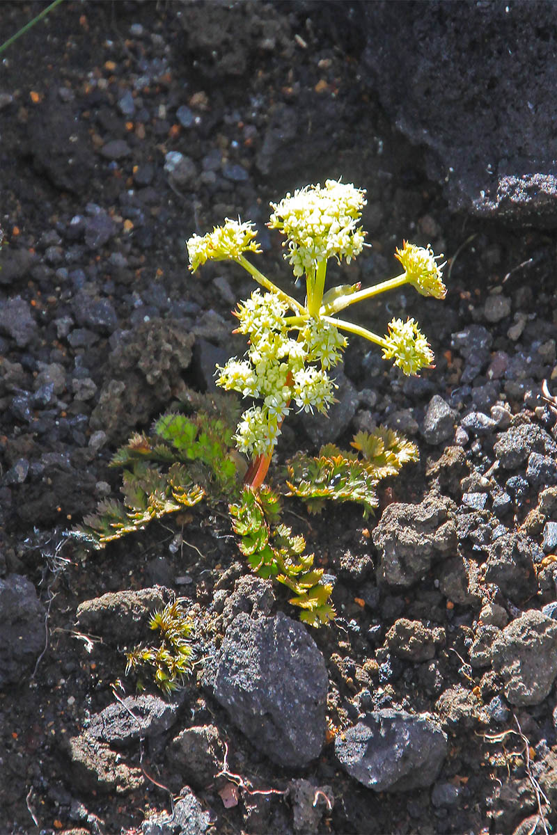 Image of familia Apiaceae specimen.