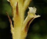 Orobanche hederae. Цветок. Крым, окр. г. Севастополь, Чернореченский каньон, берег р. Чёрная. 13.08.2022.