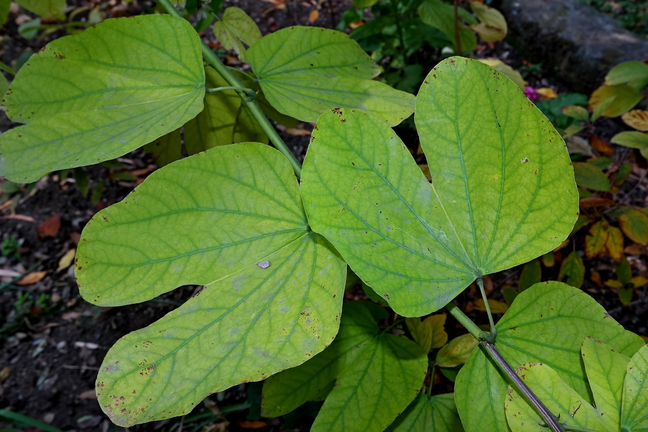 Image of genus Bauhinia specimen.