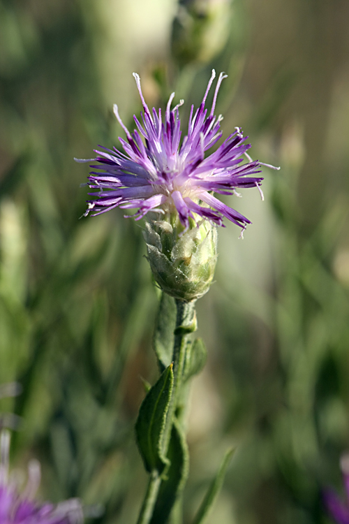 Image of Acroptilon repens specimen.