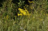 Senecio argunensis. Верхушка цветущего растения. Приморский край, Уссурийский гор. округ, окр. с. Монакино, разнотравный луг на небольшой сопке. 03.09.2022.