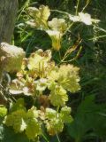 Chelidonium majus