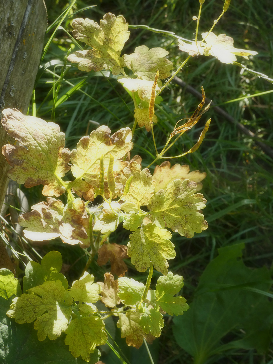 Image of Chelidonium majus specimen.