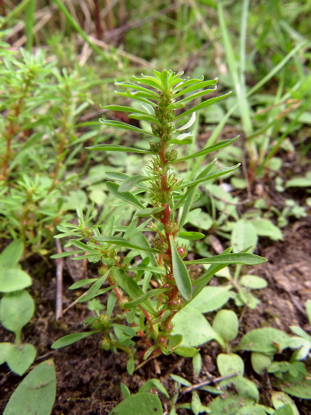 Изображение особи Peplis alternifolia.