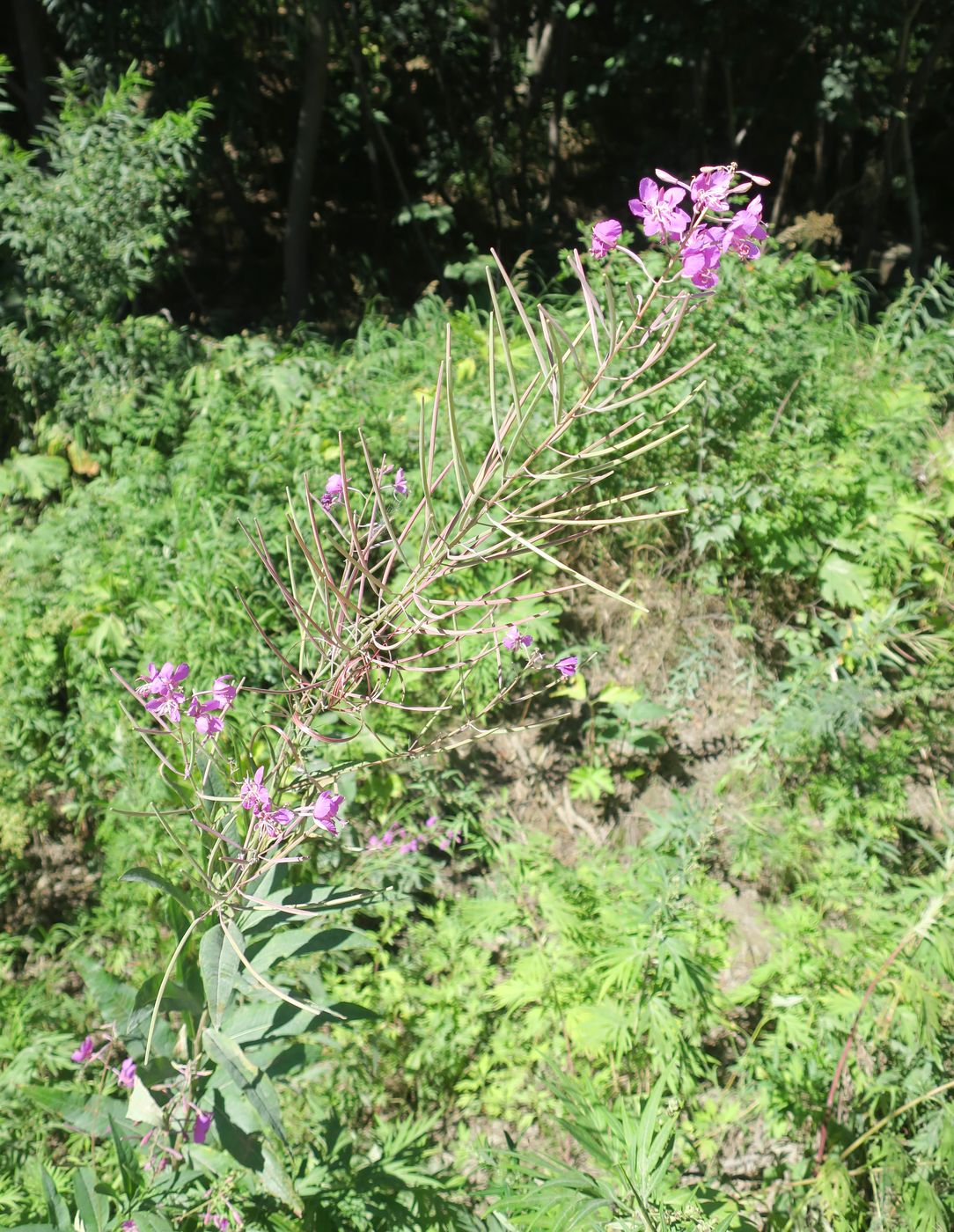 Image of Chamaenerion angustifolium specimen.