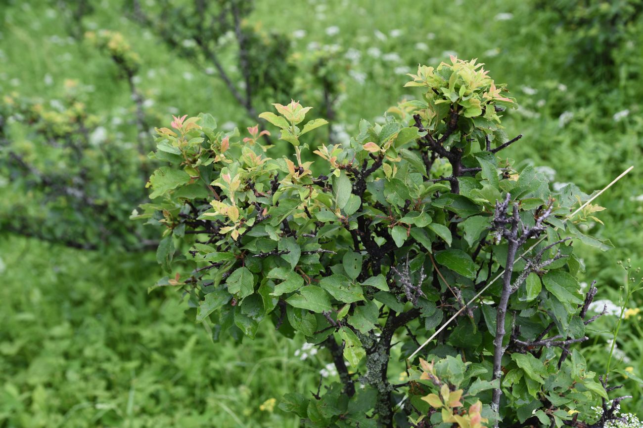 Image of Prunus cerasifera specimen.