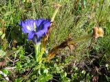 Gentiana grandiflora. Цветущее и плодоносящее растение. Алтай, Улаганское плато, побережье оз. Узункёль, ≈ 1970 м н.у.м., берёзовый ерник. 27.07.2017.