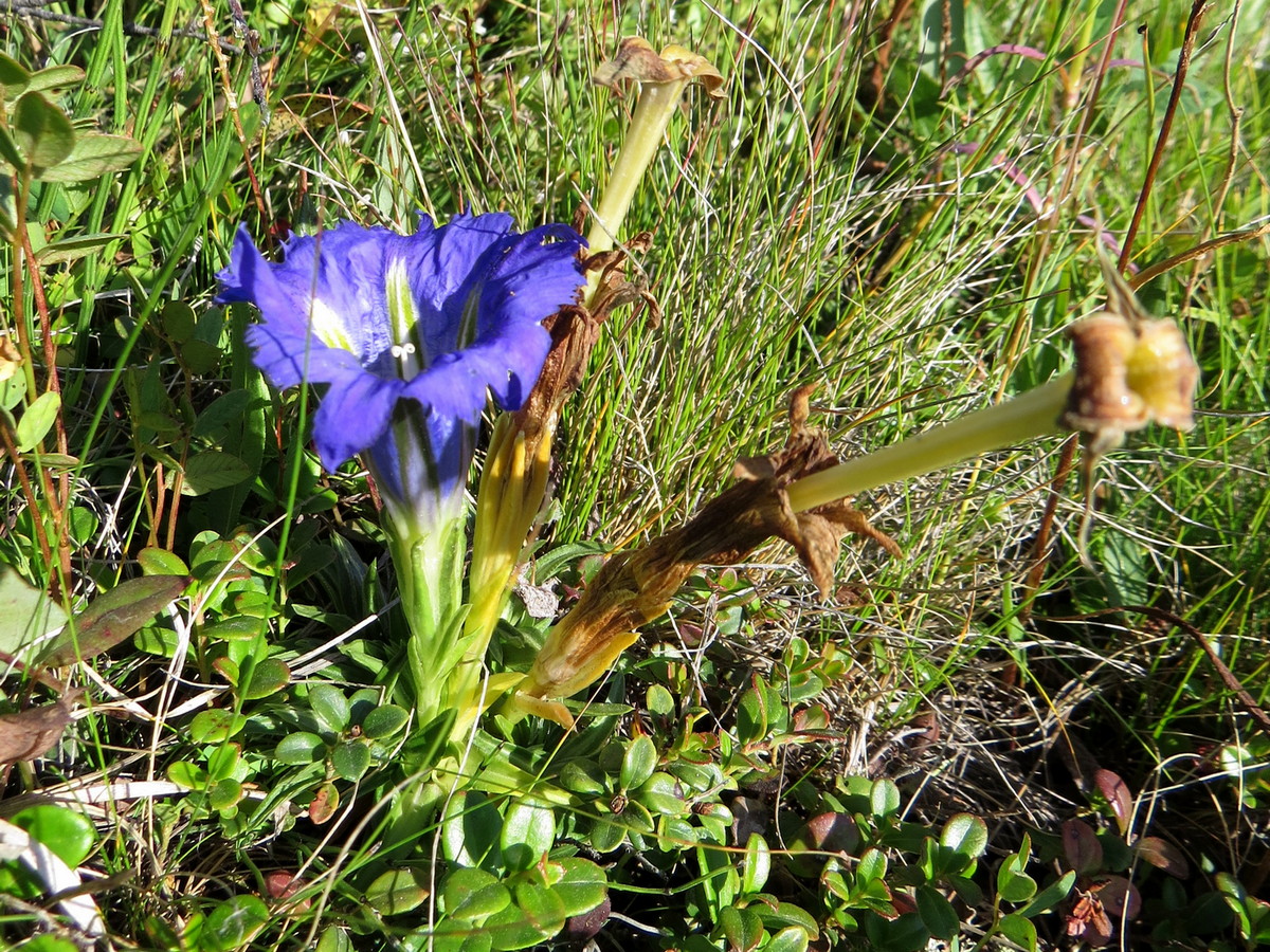 Изображение особи Gentiana grandiflora.