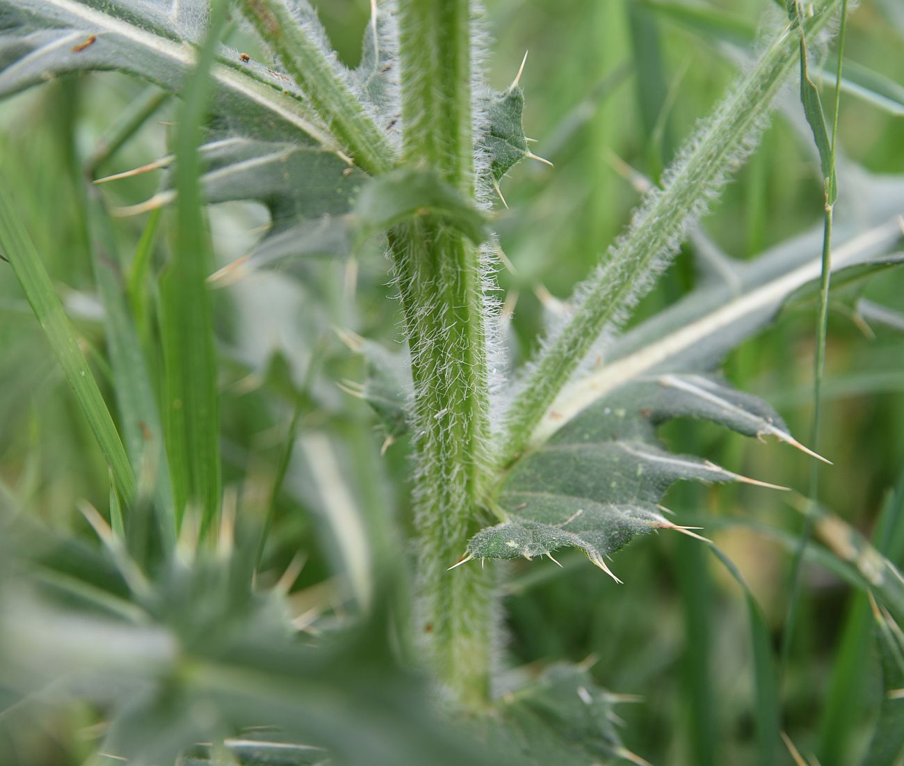 Image of genus Cirsium specimen.