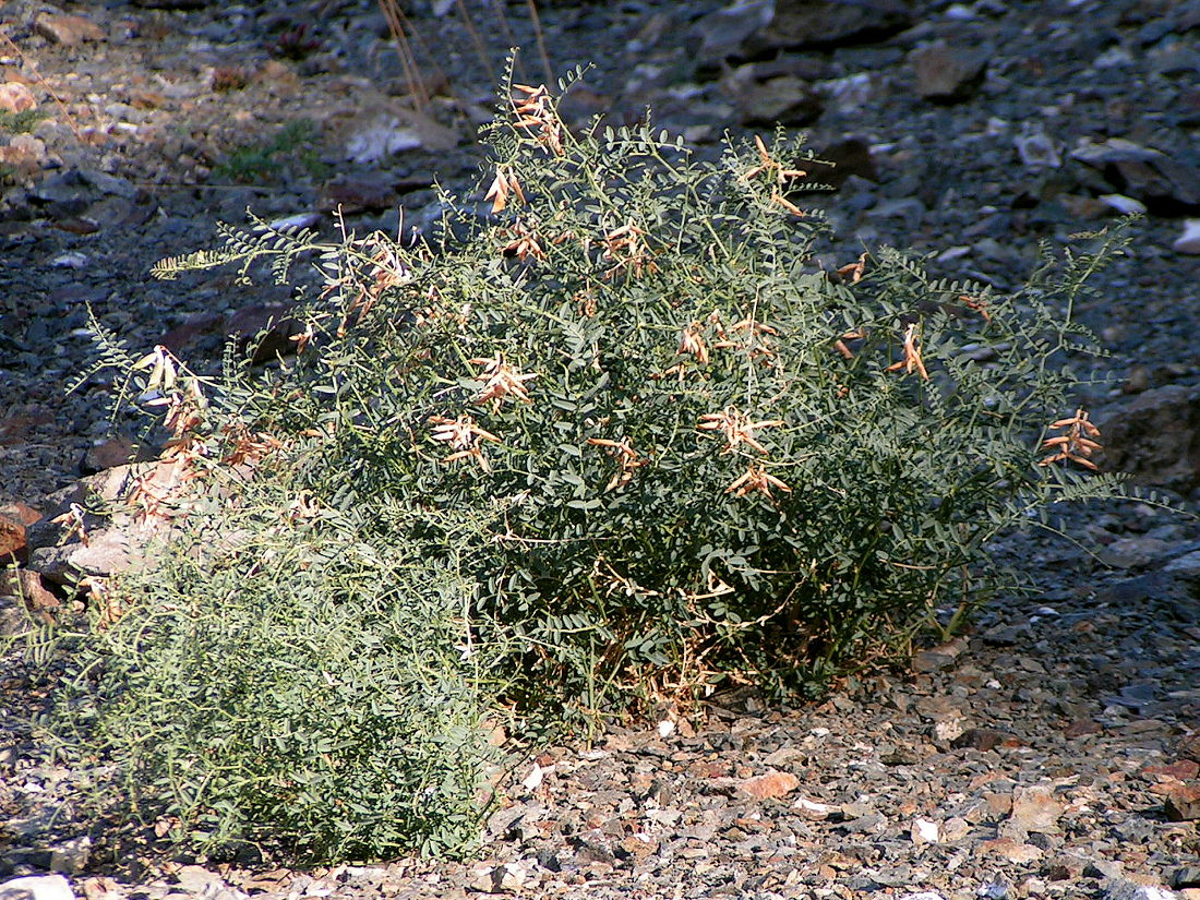 Изображение особи Vicia costata.