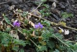 genus Astragalus. Цветущее растение. Республика Ингушетия, Джейрахский р-н, окр. ур. Нижний Кяхк, обнажившийся склон над грунтовой дорогой. 21 июля 2022 г.