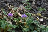 род Astragalus