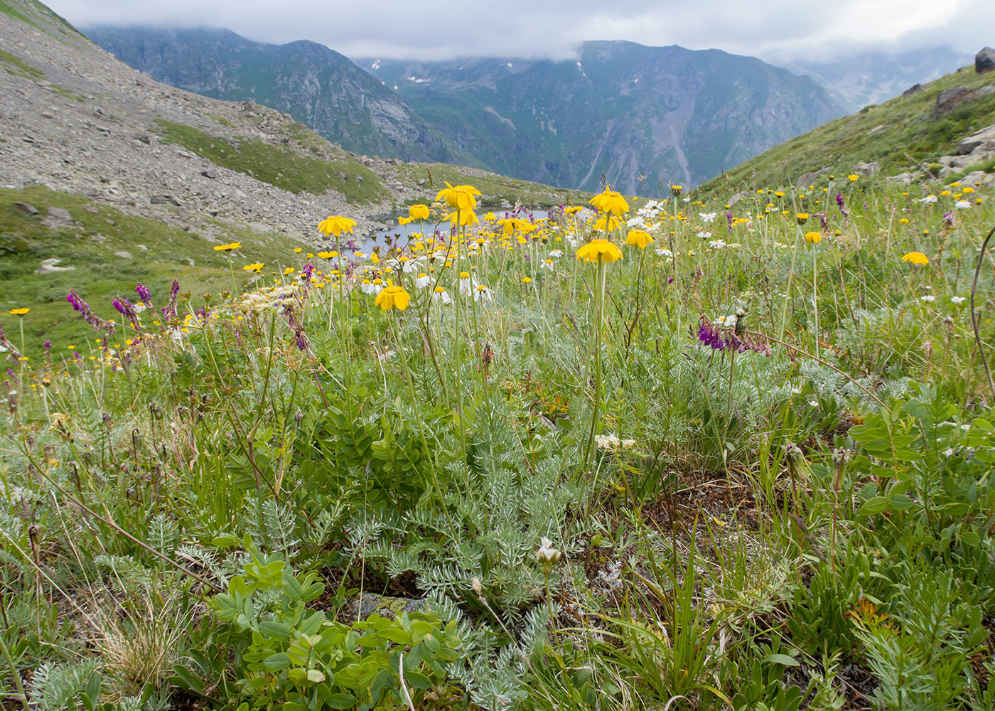 Изображение особи Anthemis sosnovskyana.