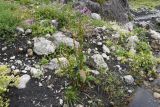genus Rumex