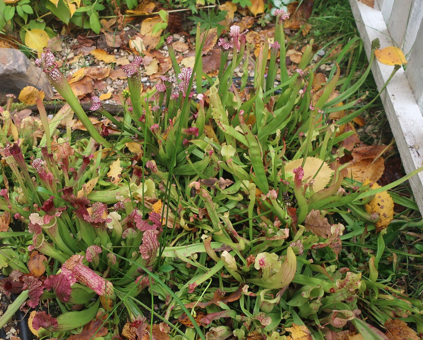 Изображение особи Sarracenia leucophylla.