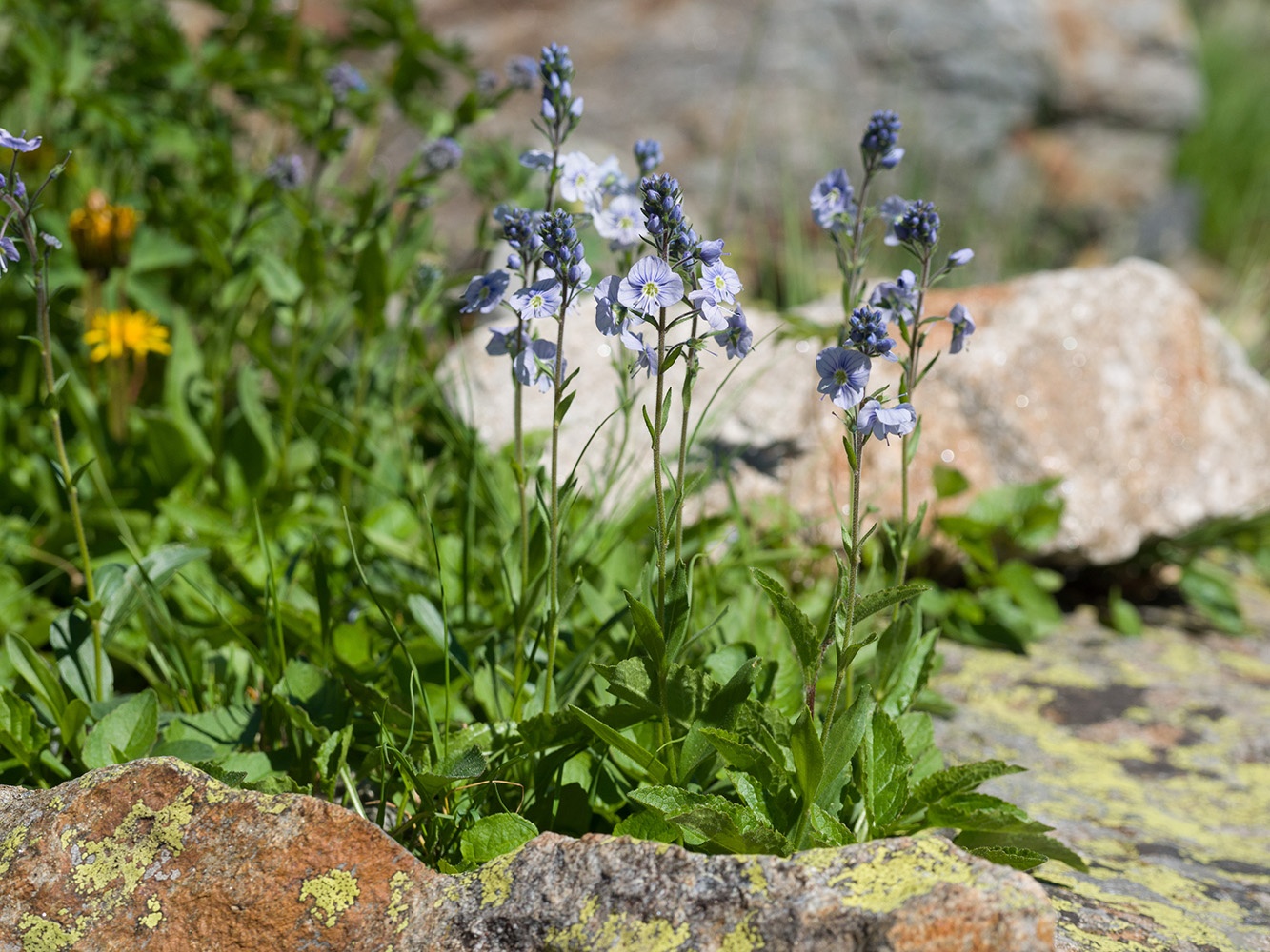 Image of Veronica gentianoides specimen.