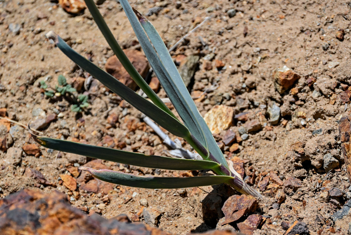 Image of Allium carolinianum specimen.