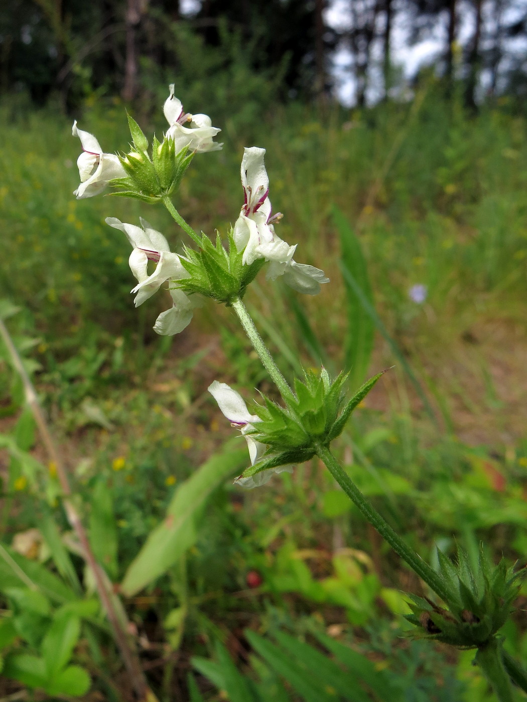 Изображение особи Stachys recta.