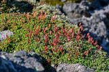 Diapensia obovata. Растение с плодами. Курильские о-ва, о-в Кунашир, вулкан Менделеева, ≈ 800 м н.у.м., на скале. 21.08.2022.